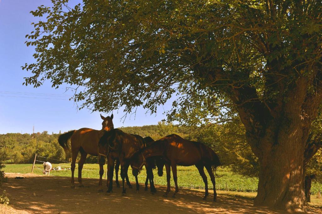 Domaine De Belcayre Panzió Montauban Kültér fotó